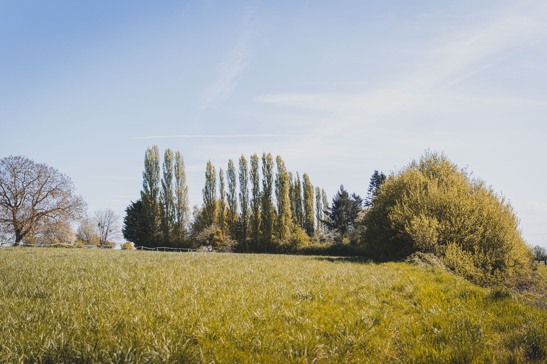 Hundeschule Online Kurs Empfehlung