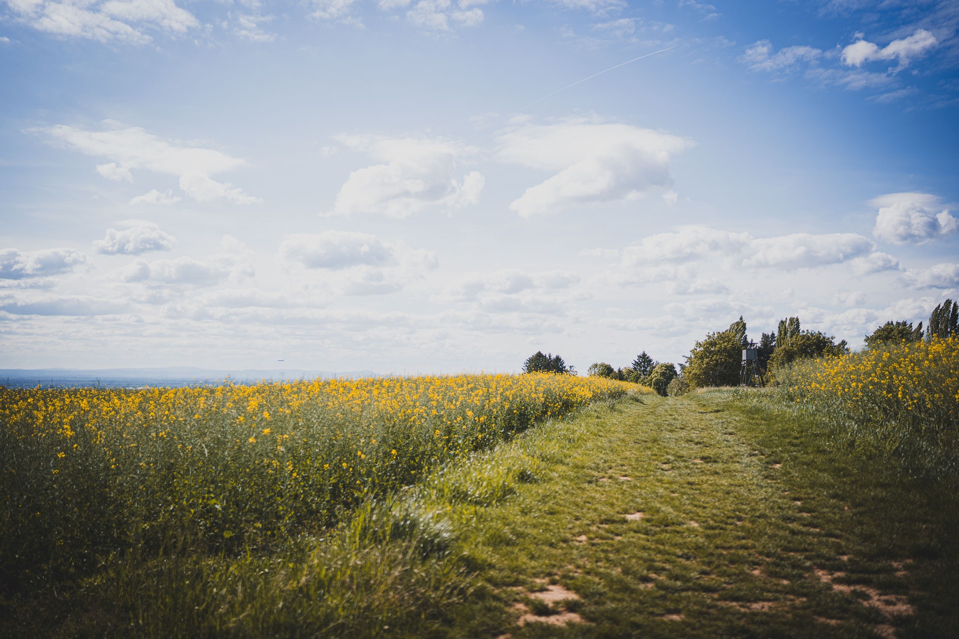 Hundetraining Hofheim Taunus