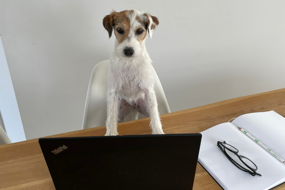 Bestes online Hundetraining