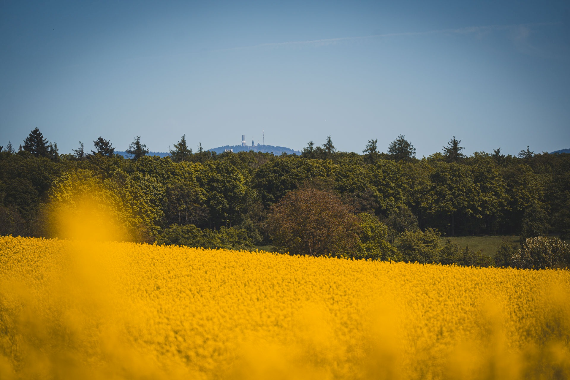 ganzheitliches Hundetraining Hofheim Rhein Main