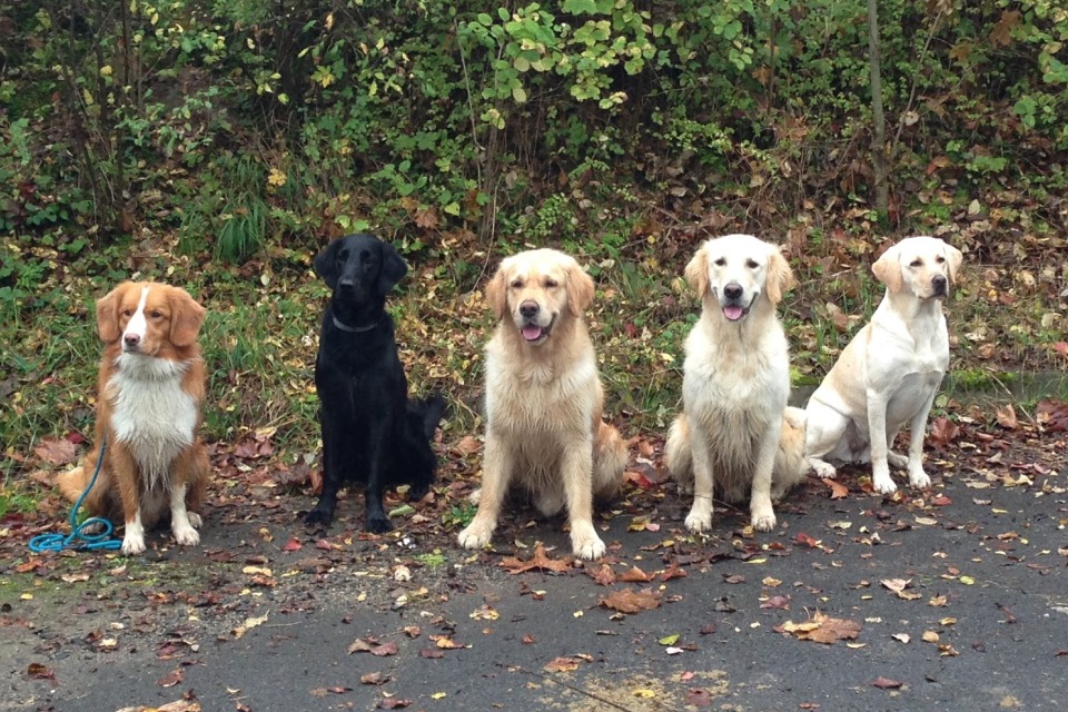 Gruppentraining Hundeschule Hofheim Main Taunus